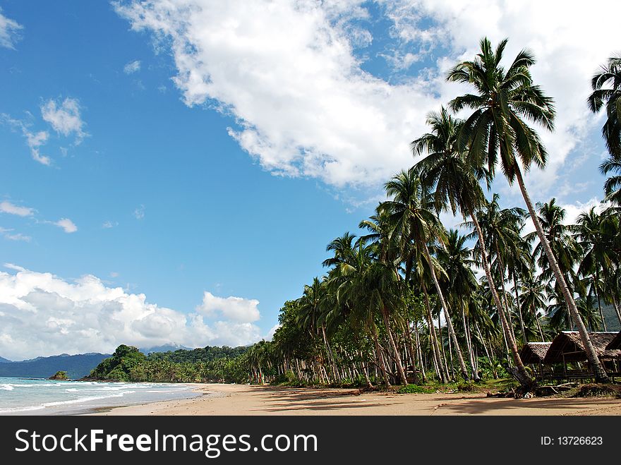 Palm Tree Lined Tropical Beach