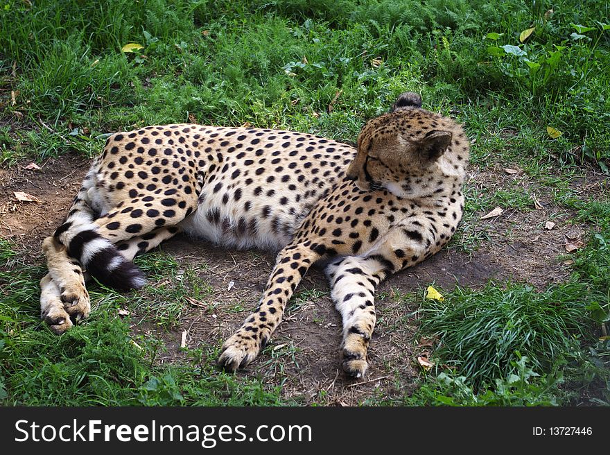 Cheetah in Moscow zoo. summer 2008.