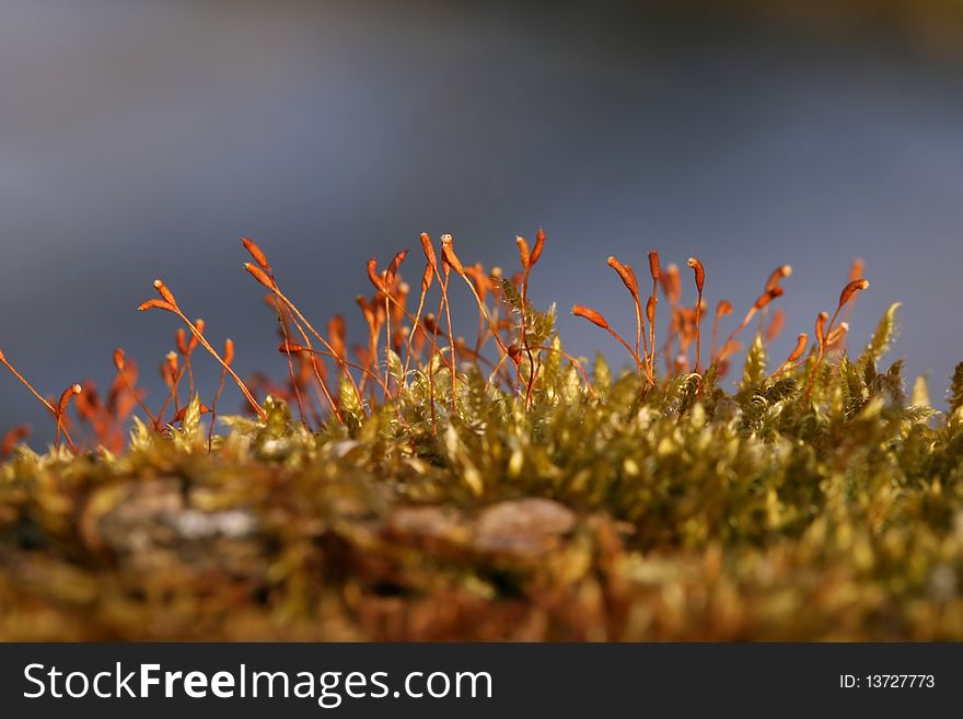 Detail of green moss in spring