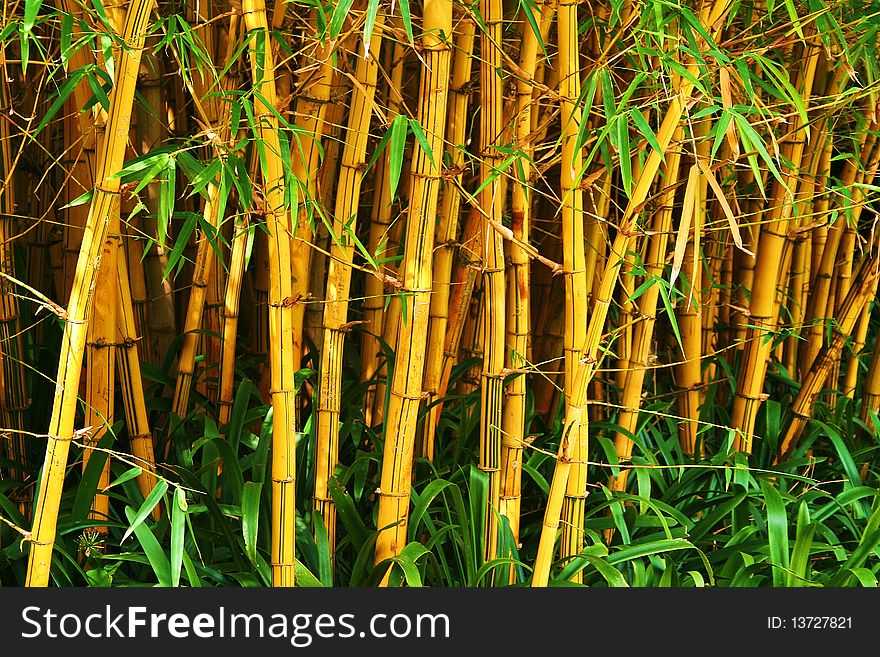 Dense area of yellow bamboo with green leaves.
