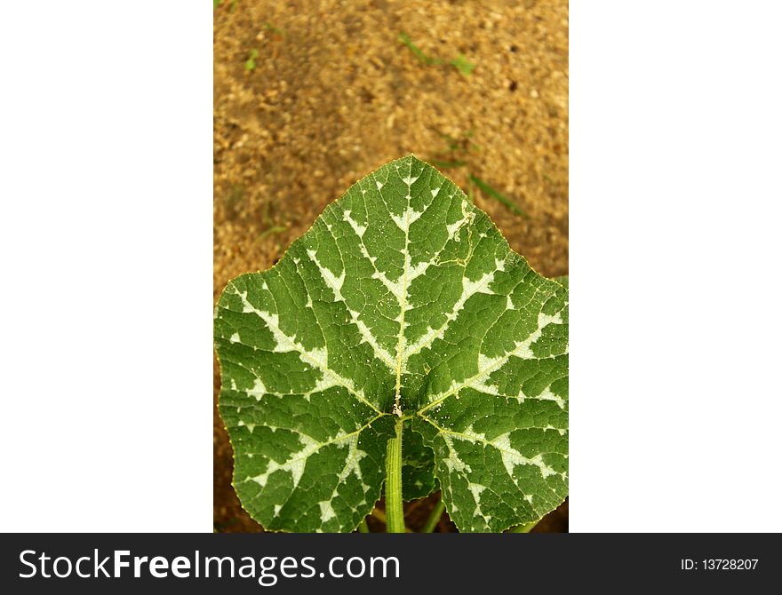 The heart leaf on the sand