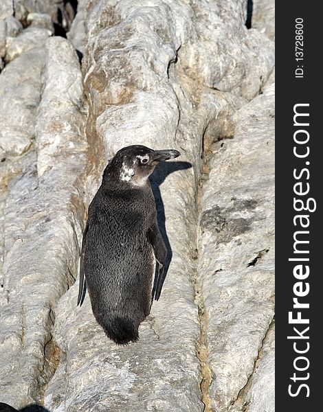 Juvenile African penguin Spheniscus demersus at Boulders Beach, Simonstown, Cape Town, Western Cape, South Africa