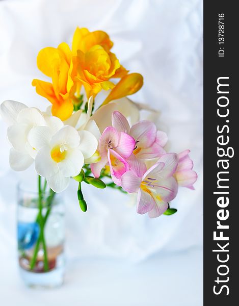 Fresh spring freesias in the soft focus