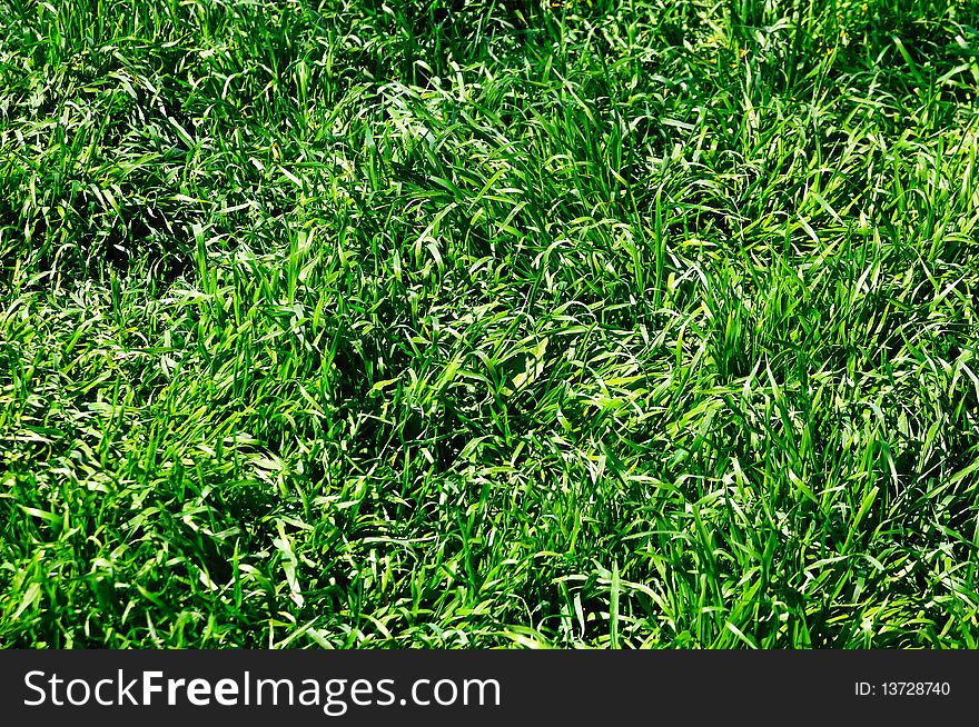 A fresh green grass background