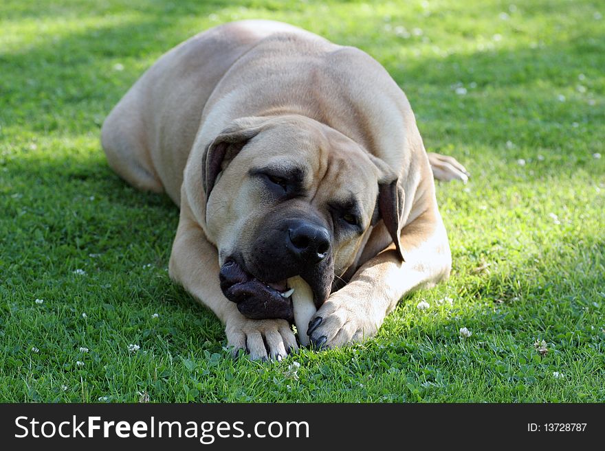 This large, powerful Boerboel dog is claimed by its supporters to be THE guard dog par excellence