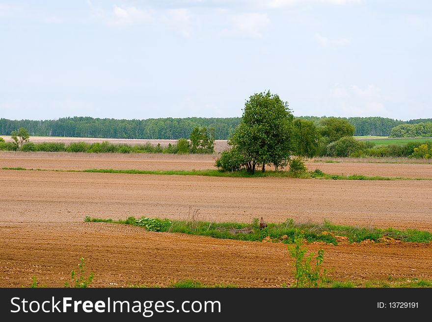 Lonely tree among the fields, summer landscape