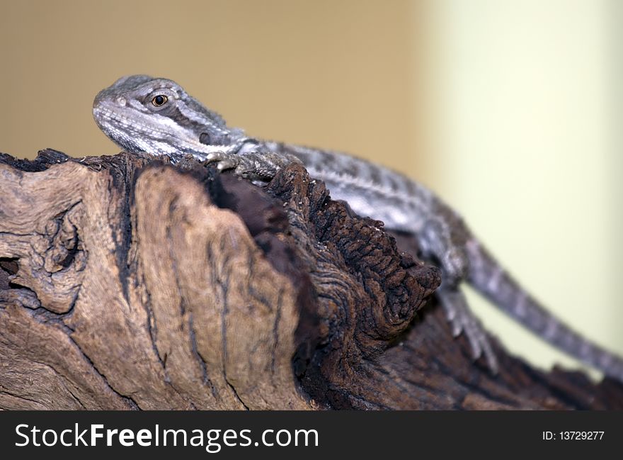 Young Bearded dragon lizard on the wooden branch.