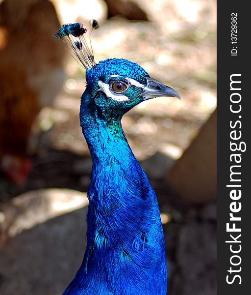 Peacock Face