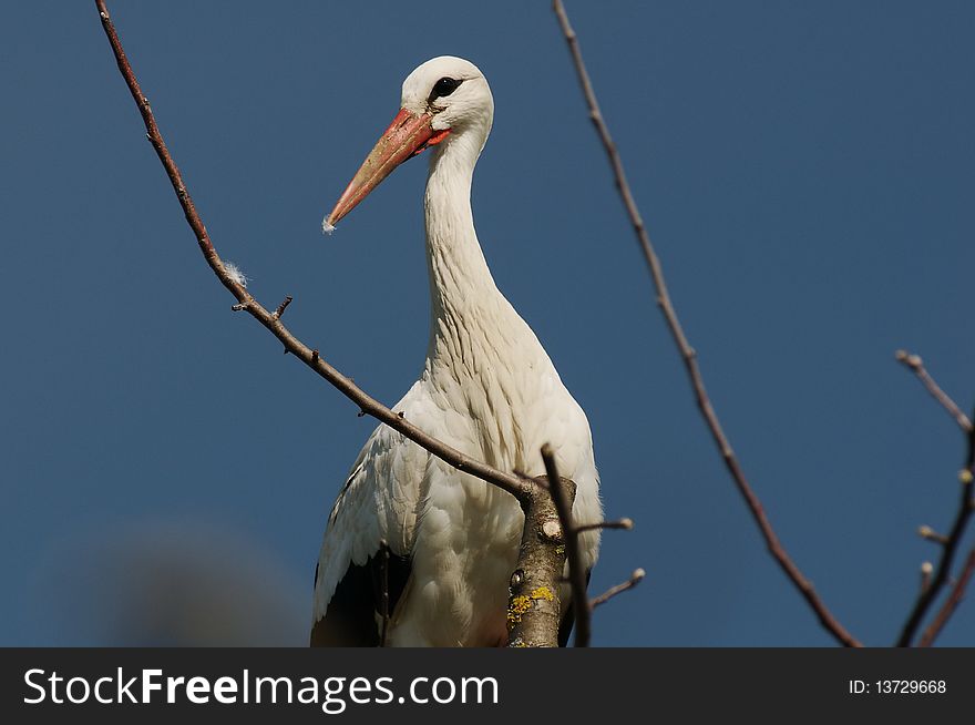 Nesting White Stork