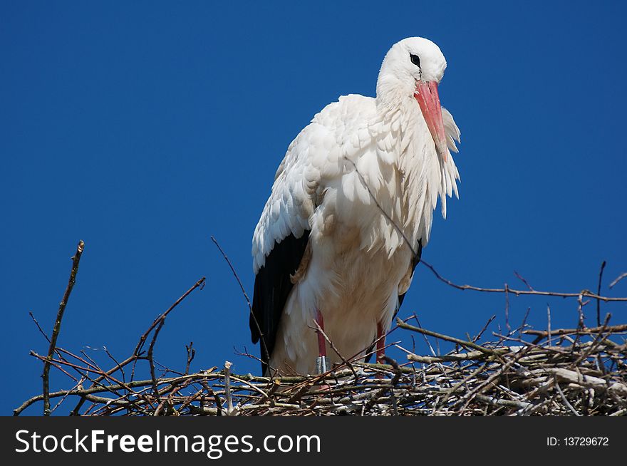 White Stork In Switzerland