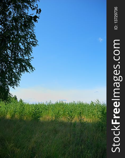 Outskirts of the forest blue sky horizon of green meadow. Outskirts of the forest blue sky horizon of green meadow
