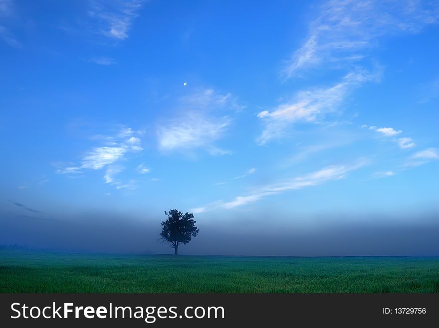 Lonely tree in the summer, early morning.