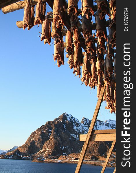 Cod hanging to dry under the mountains , Henningsvaer  Lofoten islands, Polar circle,. Cod hanging to dry under the mountains , Henningsvaer  Lofoten islands, Polar circle,