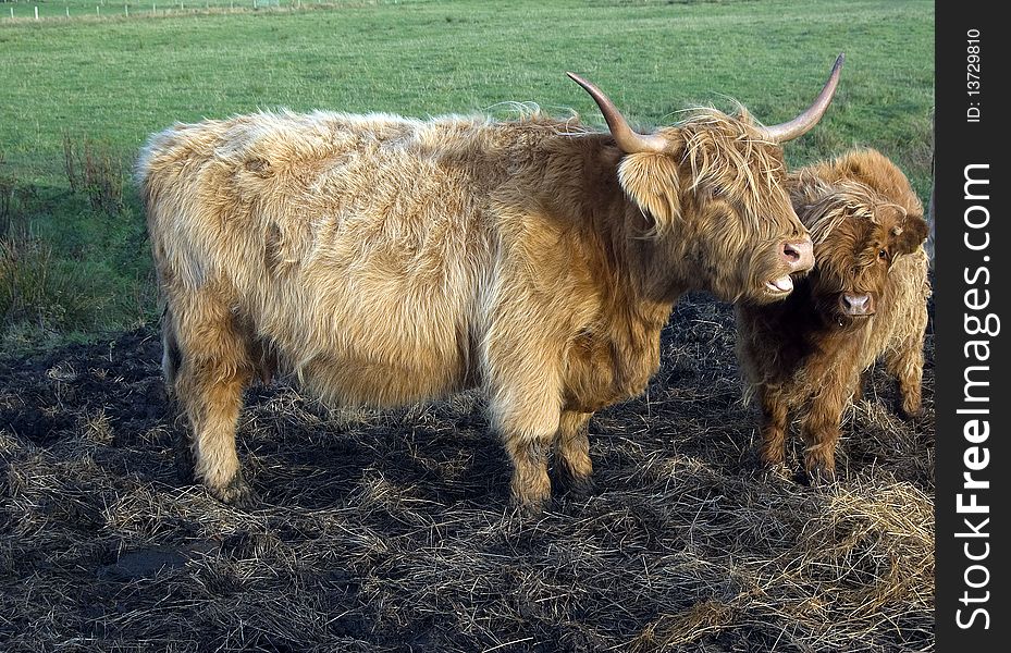 Highland Cow and Calf