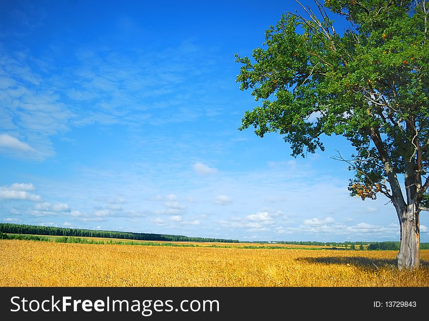 Lone oak tree on a summer day. Lone oak tree on a summer day
