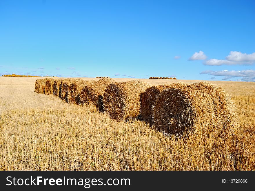 Harvesting of straw bales. Autumm.