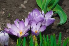 Spring Flower Crocus Royalty Free Stock Images