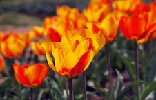 Blooming Tulips Royalty Free Stock Photos Blooming Tulips Royalty Free Stock Photos