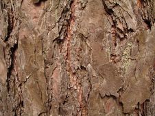 Тне Texture Tree Bark Royalty Free Stock Image