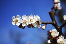 Apple Blossoms And Bee Stock Photos Apple Blossoms And Bee Stock Photos
