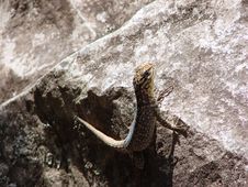 Sand Lizard Royalty Free Stock Photography Sand Lizard Royalty Free Stock Photography