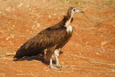 Hooded Vulture, Botswana Stock Photography Hooded Vulture, Botswana Stock Photography
