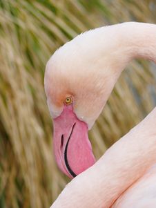 Flamingo Royalty Free Stock Photos Flamingo Royalty Free Stock Photos