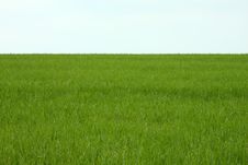 Green Field Royalty Free Stock Images Green Field Royalty Free Stock Images