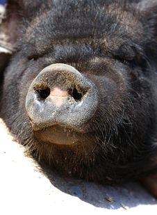 Vietnamese Pig Snout Royalty Free Stock Image