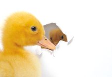 Duckling Stock Images