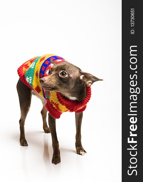 Picture of a funny curious toy terrier dog in dog clothes. white background