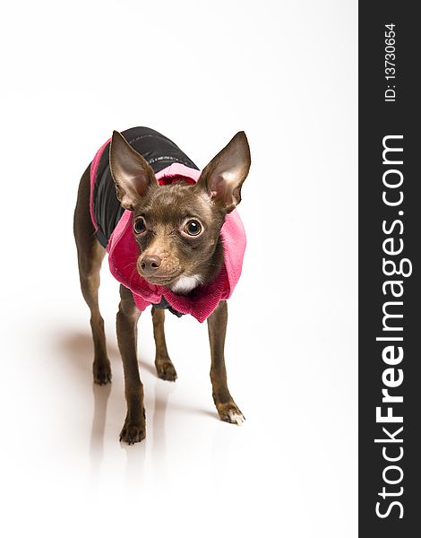 Picture of a funny curious toy terrier dog in dog clothes. white background