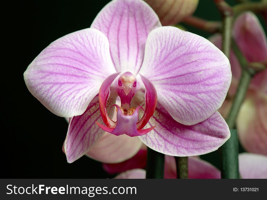 Close-up of the phalaenopsis flower. Close-up of the phalaenopsis flower