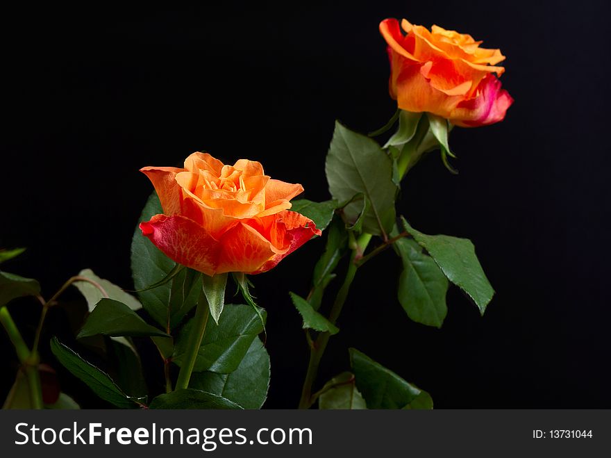 Red and orange roses isolated on black. Red and orange roses isolated on black