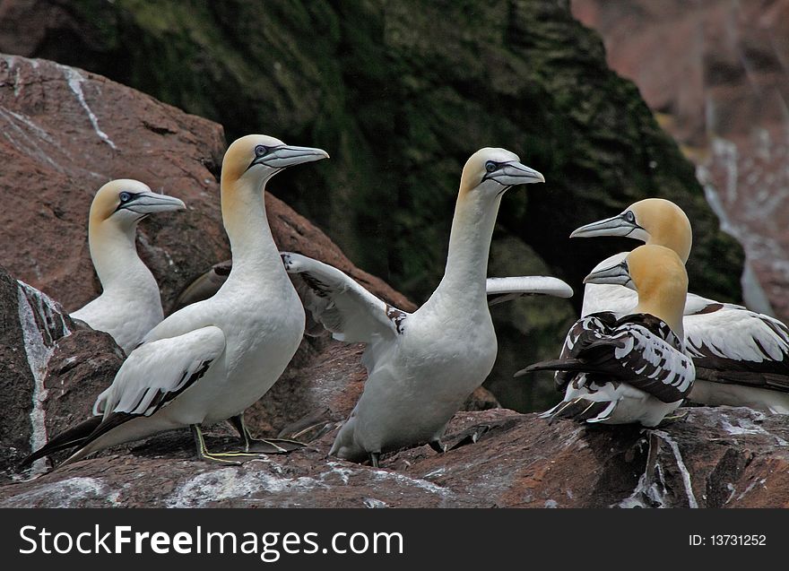 Young immature Northern Gannets gather together on Bass Rock, an island off the coast of Scotland. Young immature Northern Gannets gather together on Bass Rock, an island off the coast of Scotland.