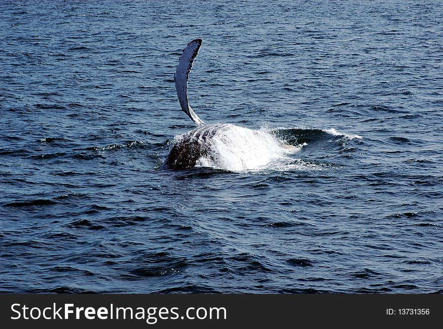 Humpback whale waving hello to onlookers