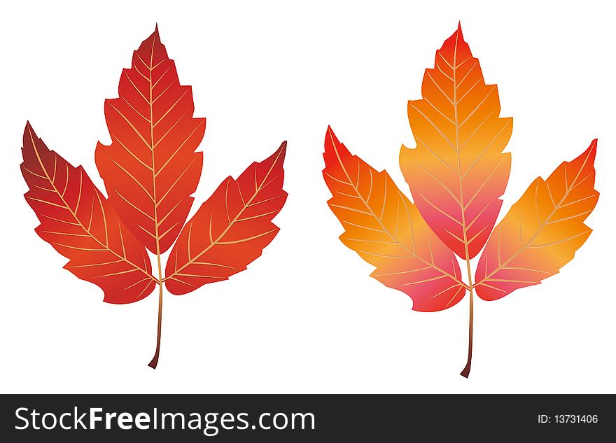 Drawing of maple leaf in a white background