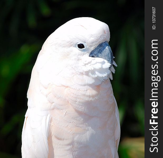 Parrot. Close up. Forest on background.