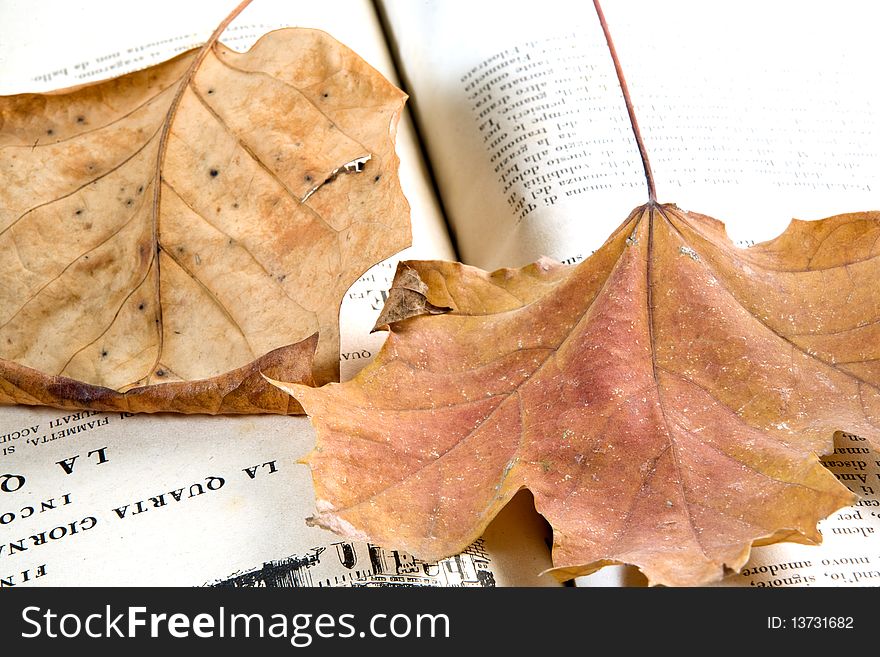 Leaf On The Book