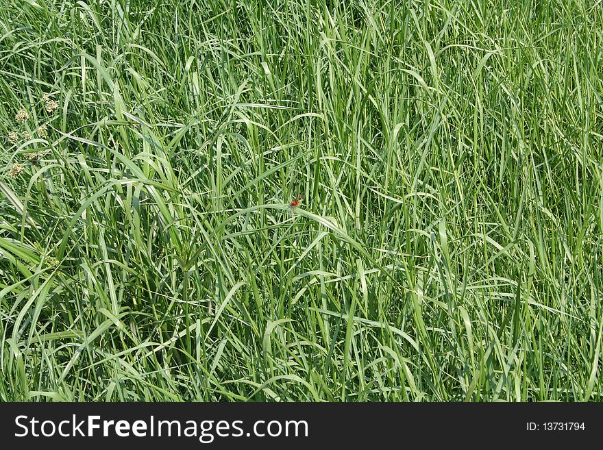 Close up photo of grass background