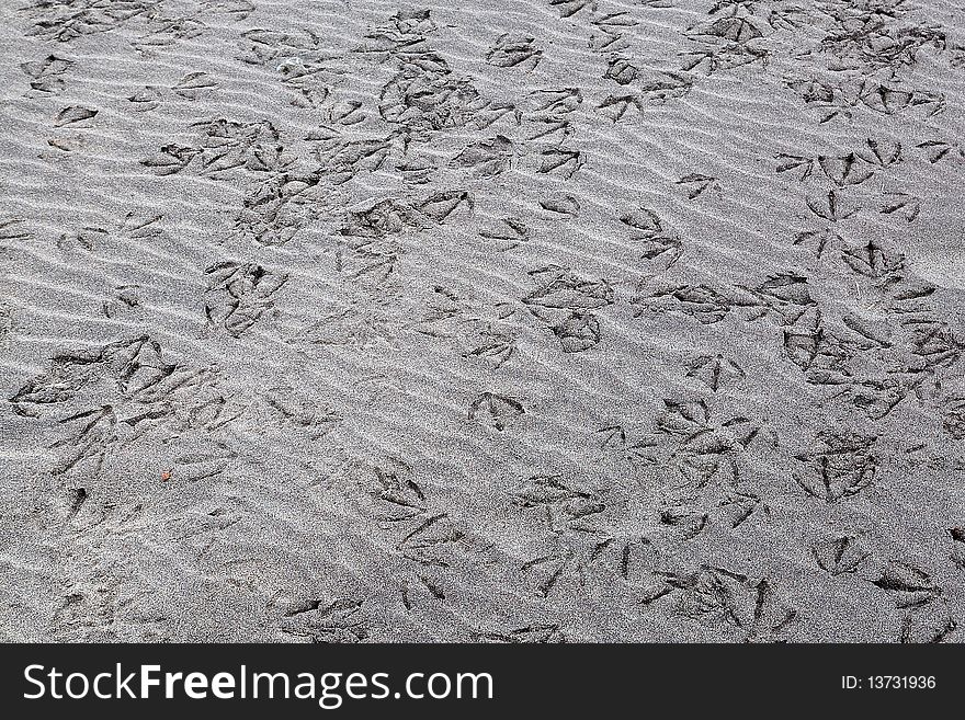 Sea bird traces on the sea bank on sand at autumn. Sea bird traces on the sea bank on sand at autumn