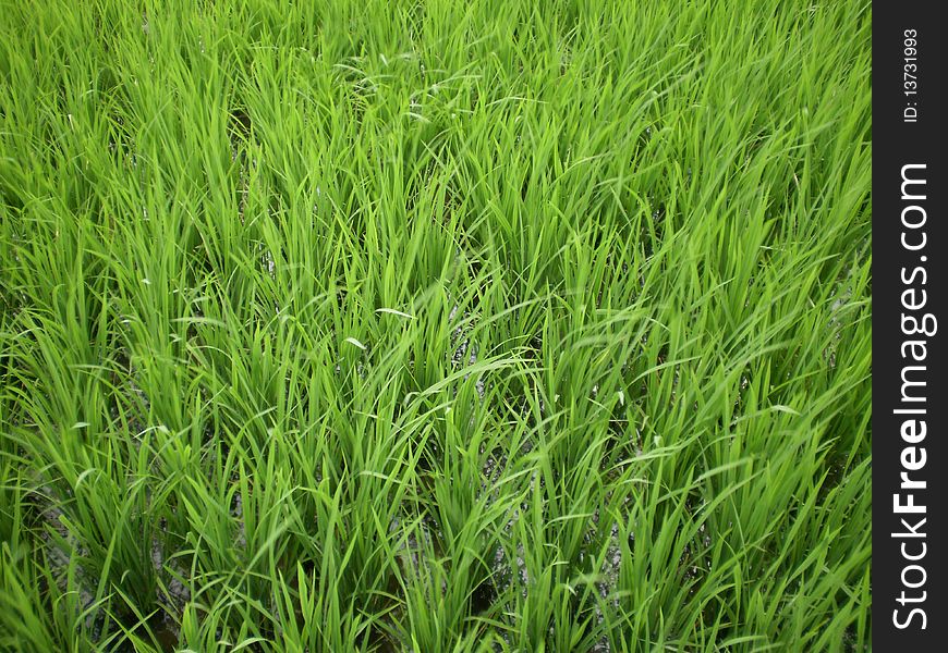 Closeup photo of paddy fields. the grass is moving because of the breeze.