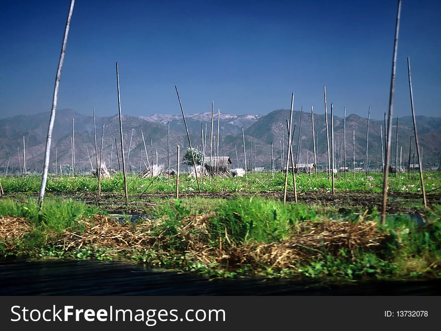 Swimming gardens on the Inle lake, Myanmar,. Swimming gardens on the Inle lake, Myanmar,