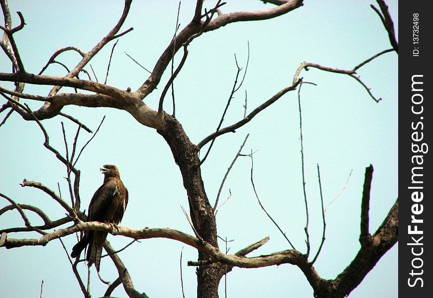 Kite on Desolate Dry tree's branch. Kite on Desolate Dry tree's branch