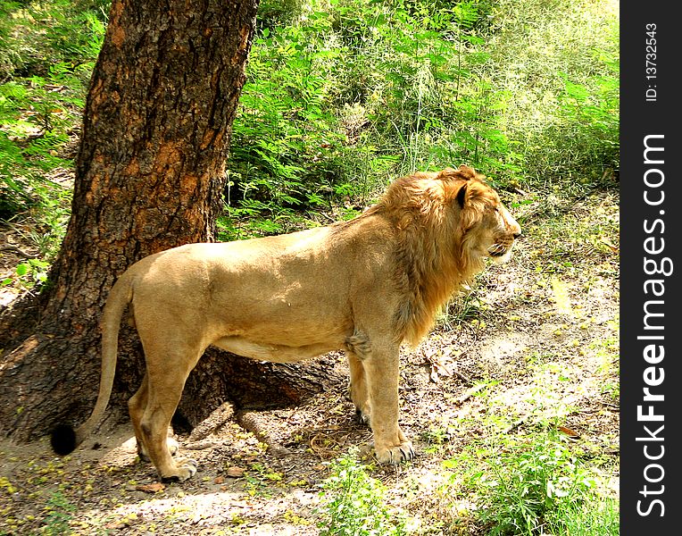 Lion 'king of Beast' in Jungle