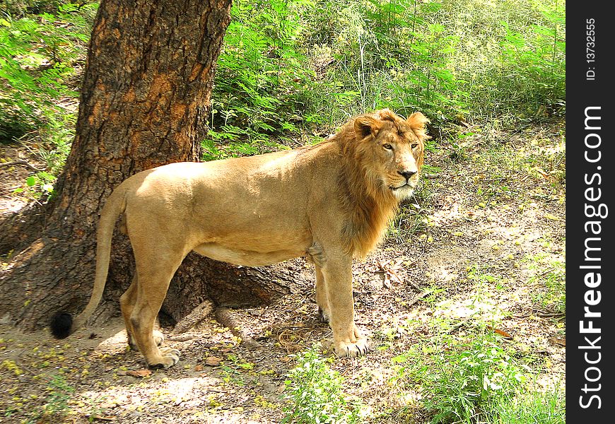 Lion 'king of Beast' in Jungle