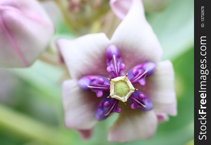 Crown Flower (Calotropis gigantea)