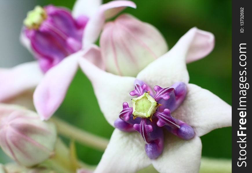 Calotropis gigantea (Crown flower) is a species of Calotropis, native to Indonesia, Malaysia, Philippines, Thailand, Sri Lanka, India and China. It is a large shrub growing to 4 m tall. It has clusters of waxy flowers that are either white or lavender in colour. Each flower consists of five pointed petals and a small, elegant crown rising from the centre, which holds the stamens. The plant has oval, light green leaves and milky stem. Calotropis gigantea (Crown flower) is a species of Calotropis, native to Indonesia, Malaysia, Philippines, Thailand, Sri Lanka, India and China. It is a large shrub growing to 4 m tall. It has clusters of waxy flowers that are either white or lavender in colour. Each flower consists of five pointed petals and a small, elegant crown rising from the centre, which holds the stamens. The plant has oval, light green leaves and milky stem.