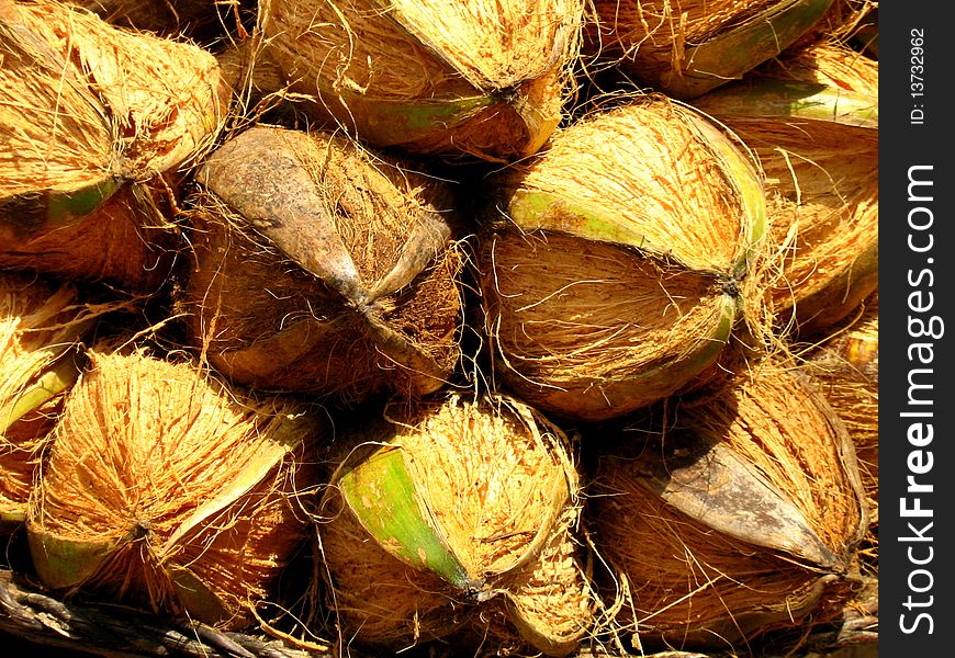 Stock of Coconuts arranged in the market for sale