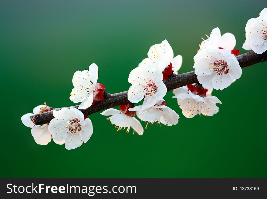 Flowers of apricot on a green background.